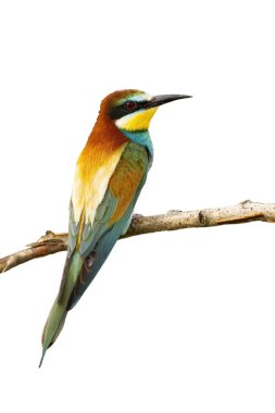 Beyaz arka planda izole edilmiş bir dal üzerinde oturan Avrupalı arı yiyici