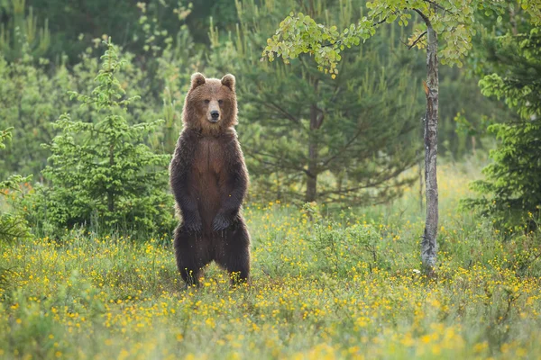 Impressionante urso marrom em pé na clareira na floresta no verão. — Fotografia de Stock