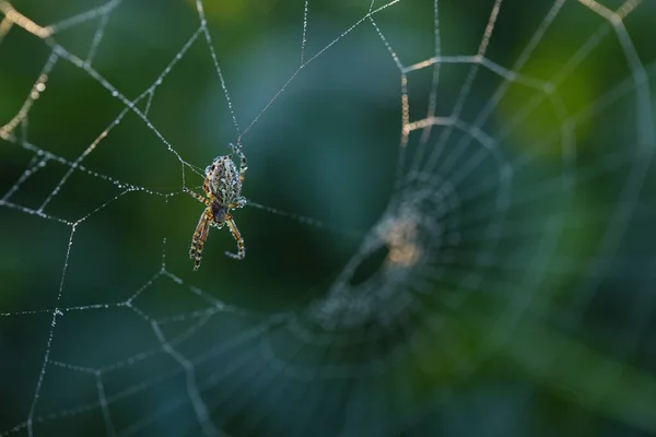 Cruz de araña sentado en la web en la mañana de verano. — Foto de Stock