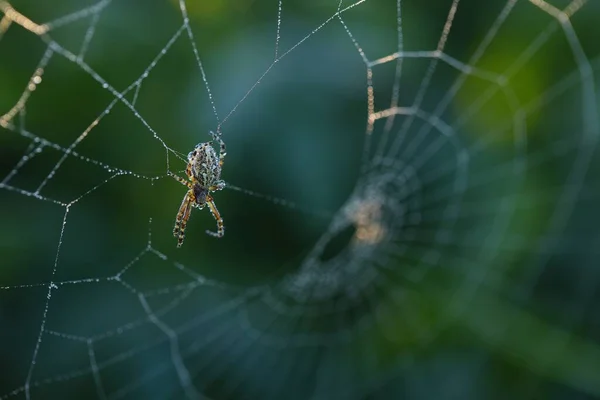 Kreuzspinne sitzt im Sommermorgen im Netz. — Stockfoto