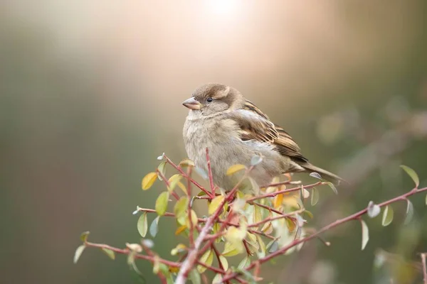 Little house sparrow sitting on branch in autumn nature. — Stock Photo, Image