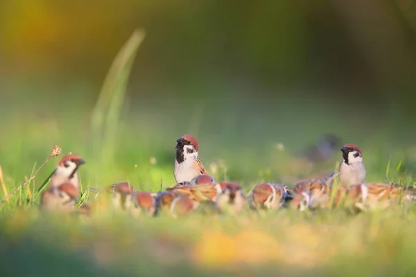 Eurasian tree sparrows sitting on meadow in summer. — Stock Photo, Image