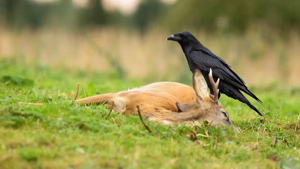 Cuervo común alimentándose de un ciervo muerto en la naturaleza otoñal — Foto de Stock