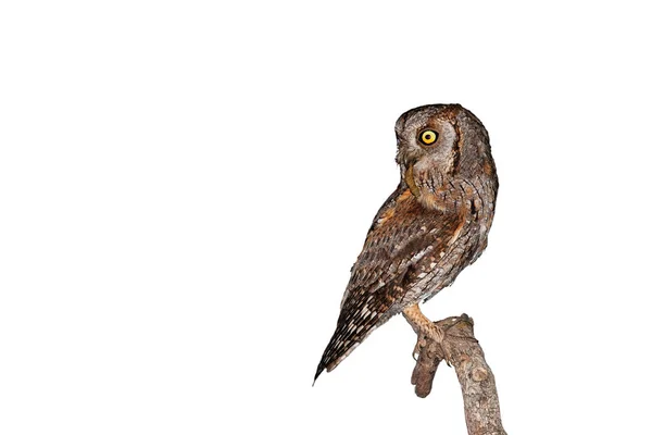 Alert eurasian scops owl sitting on a branch isolated on white background. — Stock Photo, Image