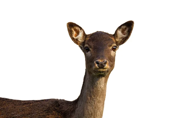 Niedliche Damhirschhirsch Blick in die Kamera isoliert auf weißem Hintergrund — Stockfoto