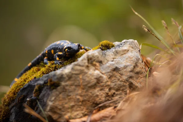 Langsamer Feuersalamander kriecht auf einem Felsen in der herbstlichen Natur — Stockfoto