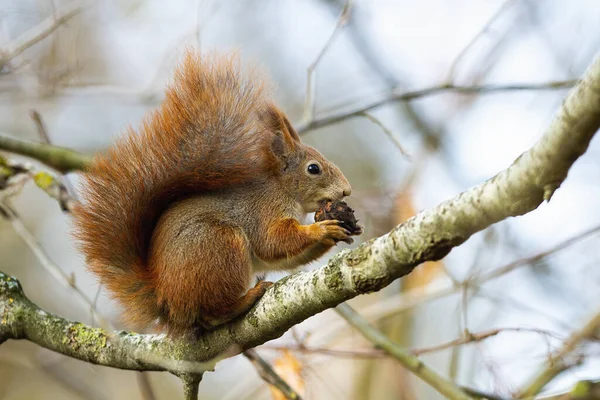 Curious red squirrel biting cone on branch in autumn nature. — Stock Photo, Image