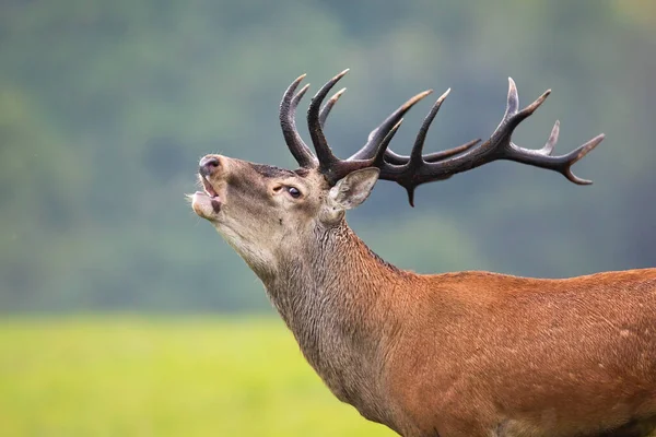 Strong veado vermelho com chifres maciços rugindo na temporada de rutting — Fotografia de Stock