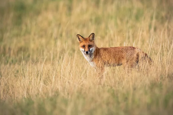Alerte raposa vermelha em pé em um prado com grama amarela seca no outono — Fotografia de Stock