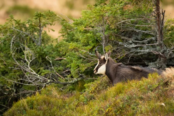 Calm tatra chamois laying down on a hill in autumn mountains — Stock Photo, Image