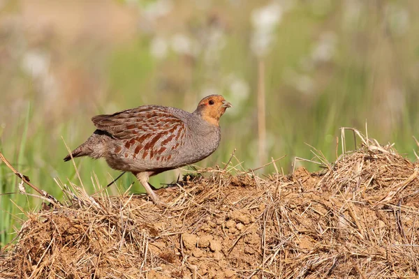 Little grey partridge standing on ground in summer sun. — Stock Photo, Image