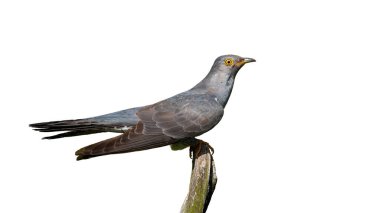 Şeffaf arkaplanı olan bir dalda oturan sıradan guguk kuşu.