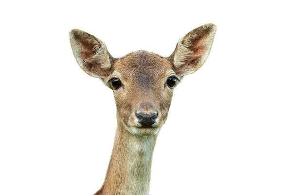 Fallow cabeça de veado olhando para a câmera isolada no fundo branco. — Fotografia de Stock