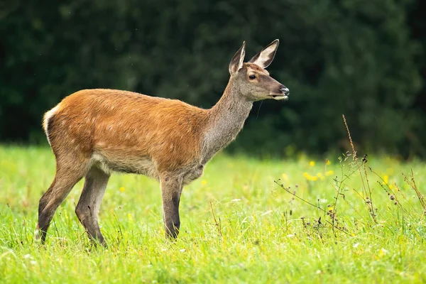 Red deer hind standing on meadow in autumn nature. — Stock Photo, Image