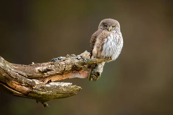 Concentrated little eurasian pygmy owl hunting from the lichen-covered old twig — ストック写真