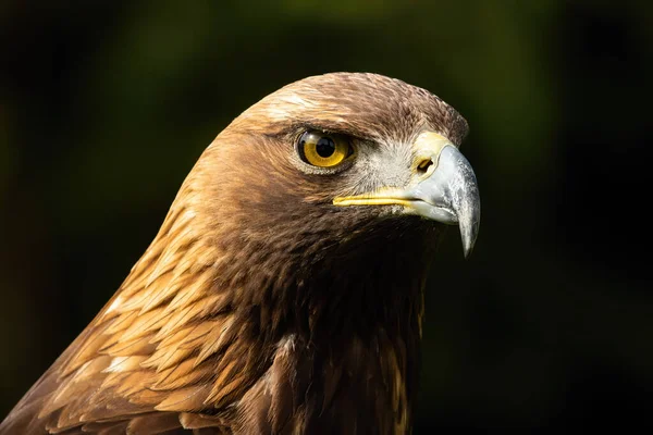 Majestätischer Steinadler schaut in Nahaufnahme in die Natur. — Stockfoto