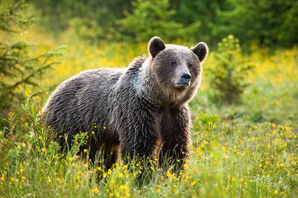 Sorpreso orso bruno che ascolta su un prato fresco in primavera — Foto Stock