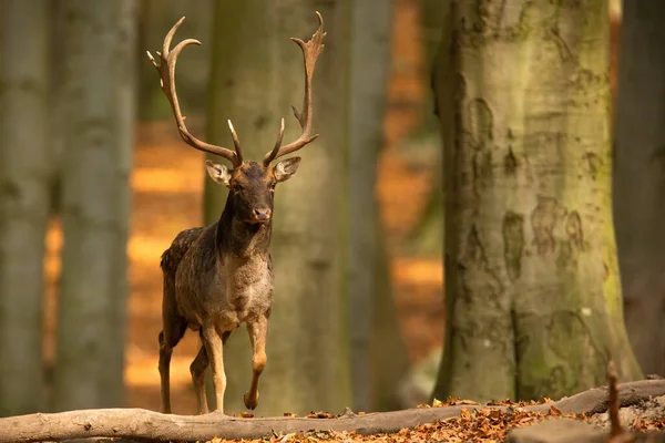 Dominant dovhjort närmar sig framifrån i höstskogen — Stockfoto