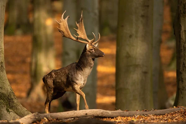 Majestic fallow deer stag walking in sunny autumn forest with copy space — Stock Photo, Image