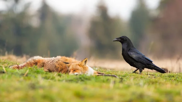 Corvo comune nero che si avvicina alla volpe rossa morta sdraiata a terra — Foto Stock