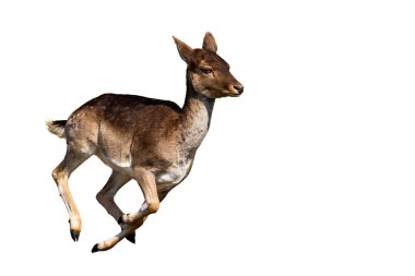 Fallow geyik arka planı beyaz arka planda izole.