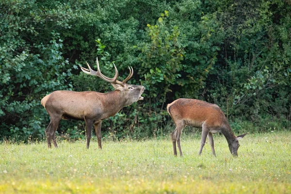 Territorial veado vermelho chamando e exibindo durante a época de acasalamento — Fotografia de Stock