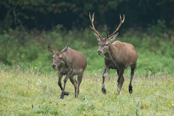 Cerf rouge mâle chasse femelle sur prairie en automne. — Photo