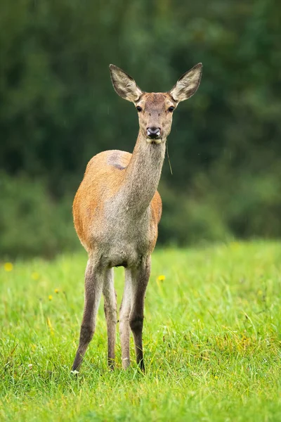 Cerf rouge prudent derrière debout sur la prairie en automne. — Photo