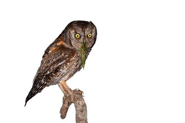 Eurasian scops owl holding green grasshopper in beak isolated on white — Stock Photo, Image