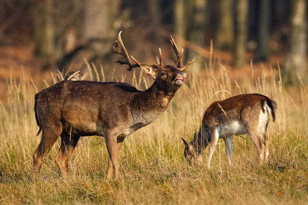 Couple of fallow deer grazing on field in autumn nature. — Stock Photo, Image