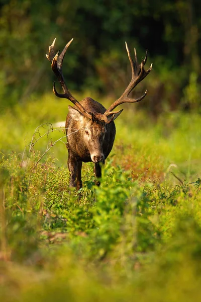 Geyik boynuzlu görkemli kırmızı geyik sonbahar doğasına bakıyor. — Stok fotoğraf