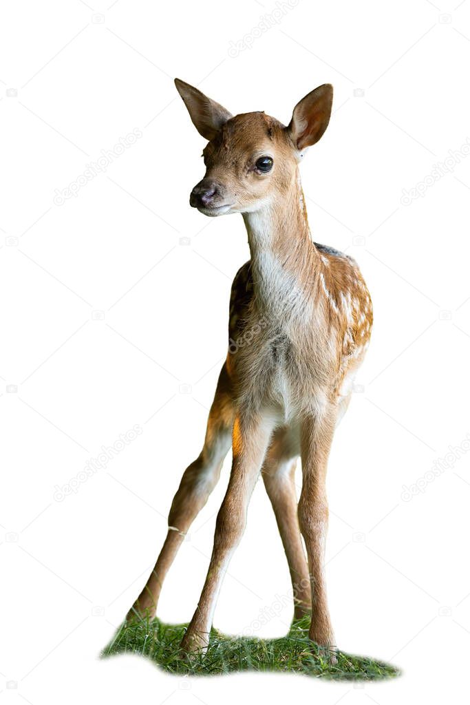 Baby fallow deer standing on grass isolated on white backgorund.