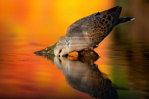 European turtle dove drinking from river in autumn. — Stock Photo, Image