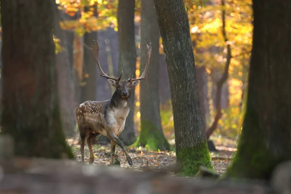 Majestic fallow deer walking in forest in autumn. — Stock Photo, Image