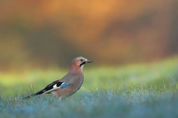 Euraziatische gaai staand op weide in de herfst met kopieerruimte. — Stockfoto