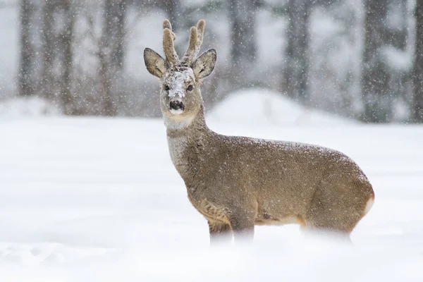 Roe jeleń buck spacery w głębokim śniegu w zimie natura. — Zdjęcie stockowe