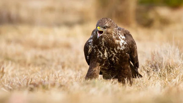 Fierce common buzzard screeching on meadow in autumn. — Stock Photo, Image