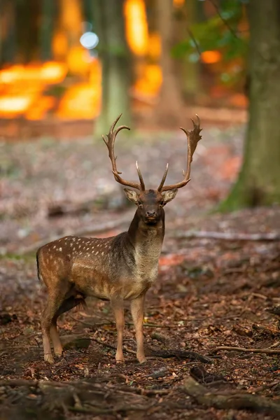 Rådjur står i skogen på hösten natur. — Stockfoto