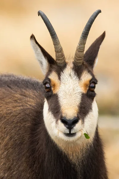 Tatra chamois มองไปที่กล้องในฤดูใบไม้ร่วงในรายละเอียด . — ภาพถ่ายสต็อก