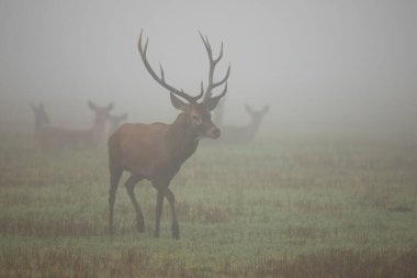 Görkemli kızıl geyik sabah sisinde çayırda yürüyor..