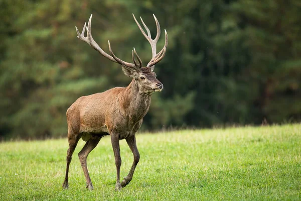 Red deer stag walking on meadow in autumn nature. — Stock Photo, Image