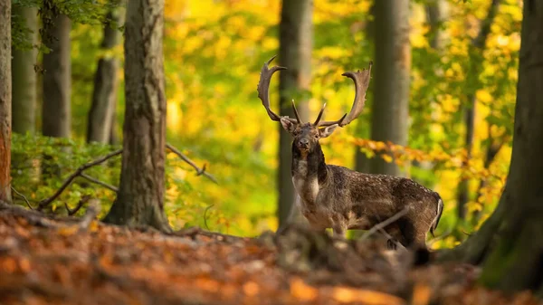 Majestic fallow jelen jelen stojící v lese na podzim. — Stock fotografie