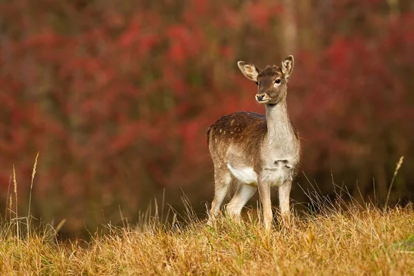 Jovem cervo pousio fawn olhando no prado do outono com folhas vermelhas no fundo. — Fotografia de Stock