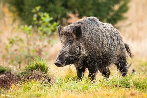 Wild boar standing on meadow in autumn nature. — Stock Photo, Image