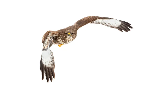 Buzzard comum voando no ar isolado em fundo branco. — Fotografia de Stock