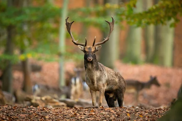 Падіння оленів, стоячи в лісі восени з стадом на задньому плані . — стокове фото