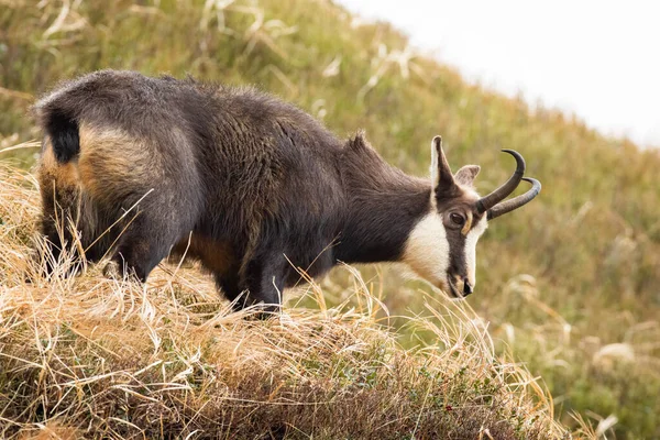 Tatra chamois ยืนอยู่บนทุ่งหญ้าแห้งในธรรมชาติฤดูใบไม้ร่วง . — ภาพถ่ายสต็อก