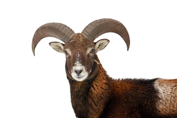 Mouflon มองไปที่กล้องที่แยกจากพื้นหลังสีขาว . — ภาพถ่ายสต็อก