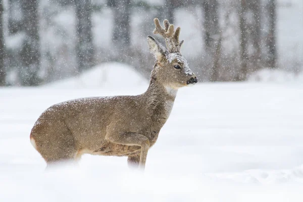 Rehbock läuft in winterlicher Natur auf Schnee. — Stockfoto