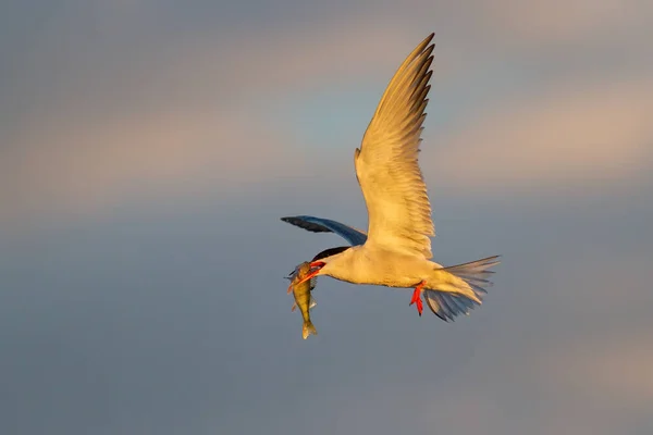 Közönséges csér repül a levegőben tavasszal természet. — Stock Fotó